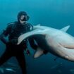 Steven Surina, l’homme qui hypnotise les requins