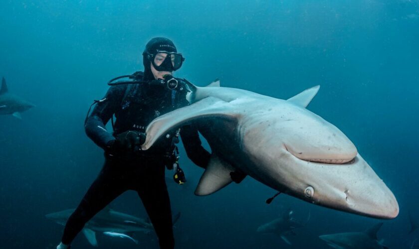 Steven Surina, l’homme qui hypnotise les requins