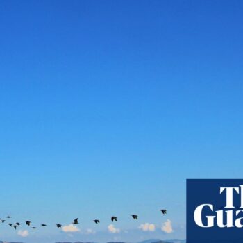 This bird came back from extinction - now scientists in a glider are teaching it to migrate