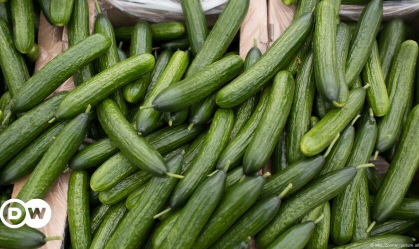 TikTok trend makes Icelanders lose their cool over cucumbers