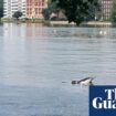 Two dolphins found dead on banks of Thames in London