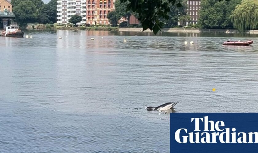 Two dolphins found dead on banks of Thames in London