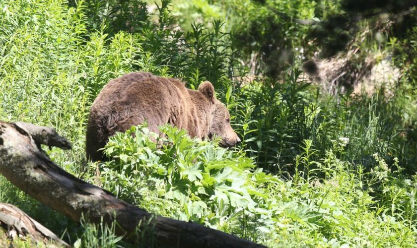 «Un massacre» : en Suède, les défenseurs de l'environnement s'indignent de l'abattage des ours bruns