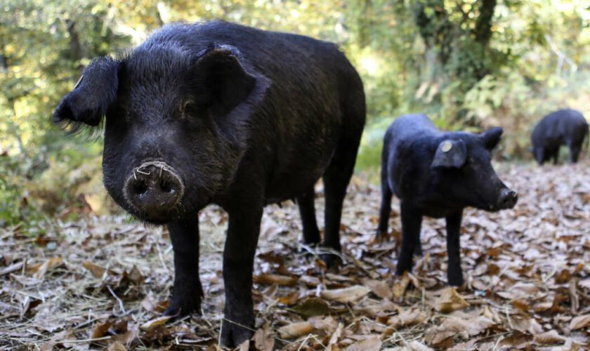 Saucisson, sangliers et asticots : les expériences culinaires d’une végétarienne en Corse