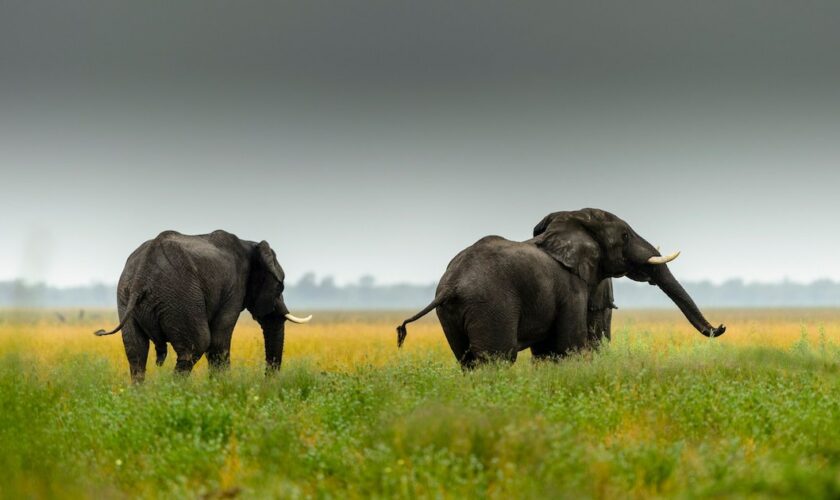 Amateurs de faune et de flore, intéressez-vous de près au Botswana. Enclavé entre la Namibie, l'Afrique du Sud et le Zimbabwe, le pays est idéal à visiter en avril et octobre, avec des réductions d'hôtels atteignant en moyenne 32%.