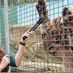 Dreamworld tiger attacks woman in Gold Coast theme park