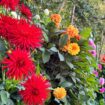 How to achieve dazzling dahlia displays