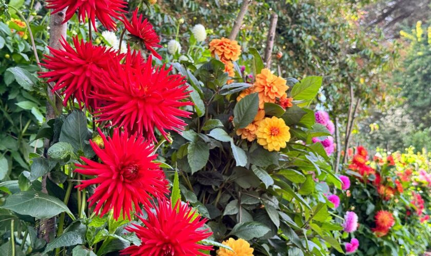 How to achieve dazzling dahlia displays