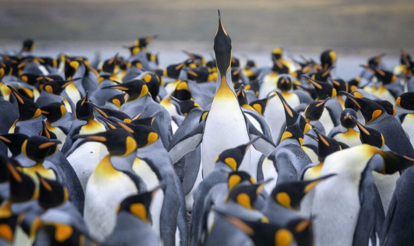 Vogelgrippe-Welle bedroht Tierwelt der Antarktis