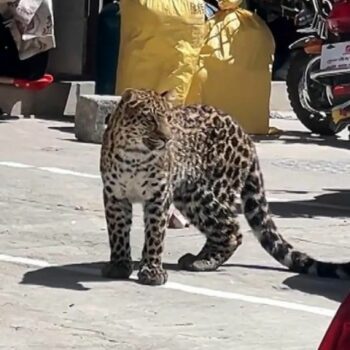 Südwesten Chinas: Wilder Leopard streift durch Straßen von Baiyu