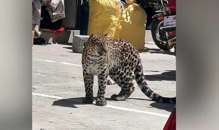 Südwesten Chinas: Wilder Leopard streift durch Straßen von Baiyu