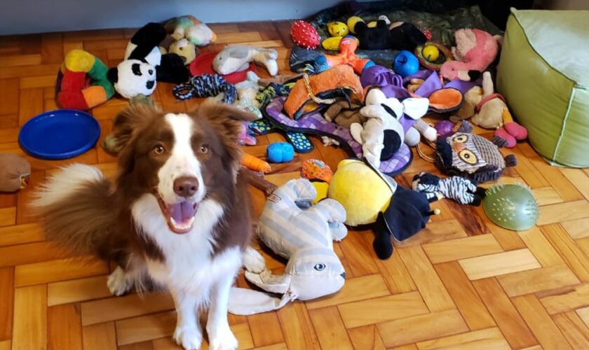 Border collie Gaia was the standout dog in the group. Pic: Eotvos Lorand University/PA Wire