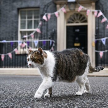 Au Royaume-Uni, Larry le chat de Downing Street va avoir un nouveau colocataire