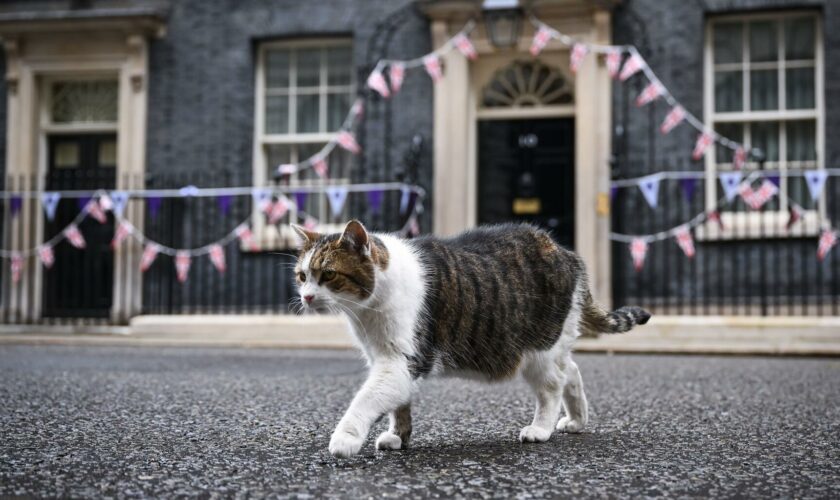 Au Royaume-Uni, Larry le chat de Downing Street va avoir un nouveau colocataire