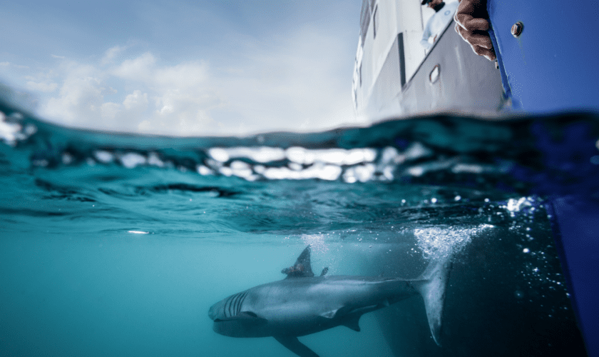 Pic: Ocearch