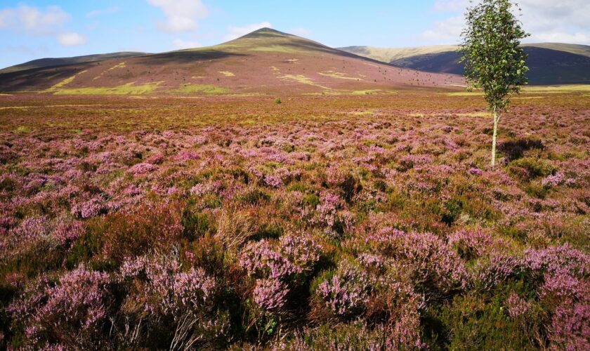 Skiddaw Forest. Pic: Joe Murphy/PA