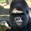 Innovation im Artenschutz: Berliner Zoo führt Experimente mit Kameras und künstlicher Intelligenz bei Gorillas durch