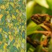 Find 3 camouflaged chameleons in this challenging puzzle