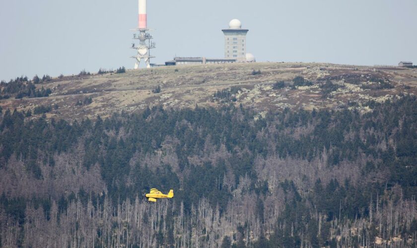 Harz: Etwa 500 Menschen wegen Waldbrand vom Brocken gebracht