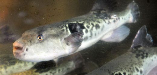 Japan: Zehnjährige darf Kugelfisch zubereiten