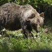 Nationalpark Plitvicer Seen: Bär in Kroatien verletzt Spaziergänger