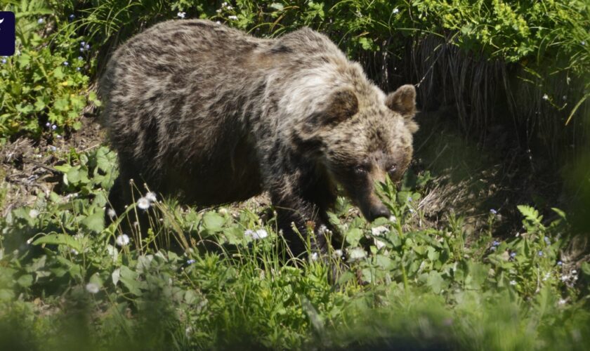 Nationalpark Plitvicer Seen: Bär in Kroatien verletzt Spaziergänger