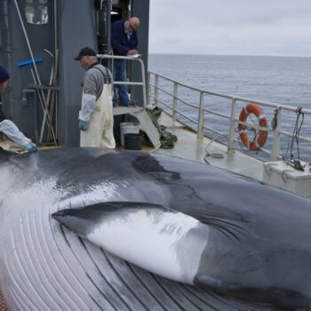 Détention de Paul Watson : le Japon veut manger toujours plus de baleines