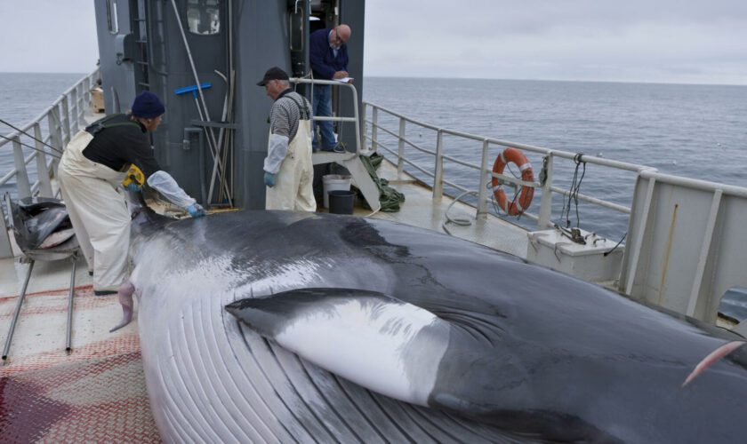 Détention de Paul Watson : le Japon veut manger toujours plus de baleines