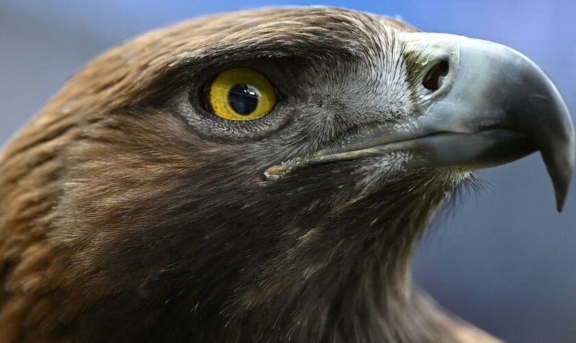 Steinadler greift Kleinkind „wie ein Beutetier“ aus der Luft an