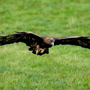 Ein Steinadler im Flug