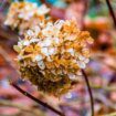 Gardening expert's 'simple' trick to revive 'dying' hydrangeas in autumn