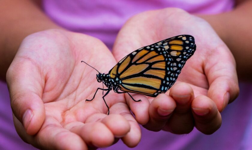 Jus d'insectes, mégots de cigarettes, plantes toxiques: les drôles de méthodes des animaux pour se soigner