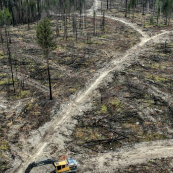 Les forêts anciennes du Canada mises à mal par des coupes à blanc certifiées durables