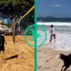 Sur TikTok, la star du footvolley brésilien est un border collie surdoué nommé Floki