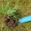 Gartenarbeit: abgestochener Löwenzahn auf einer Wiese