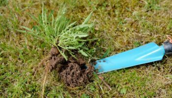 Gartenarbeit: abgestochener Löwenzahn auf einer Wiese