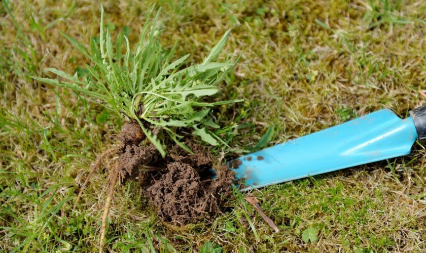 Gartenarbeit: abgestochener Löwenzahn auf einer Wiese