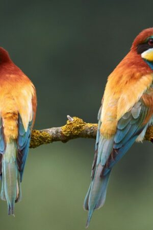 Première nouvelle: les oiseaux migrent entre potes