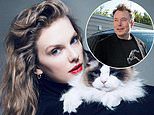 Elon Musk bizarrely offers to impregnate Taylor Swift hours after she endorsed Kamala Harris with statement signed off 'Childless Cat Lady'