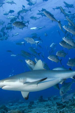 Les requins quittent les récifs coralliens quand l’eau est trop chaude