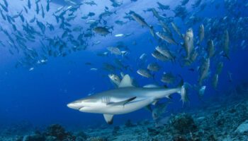 Les requins quittent les récifs coralliens quand l’eau est trop chaude