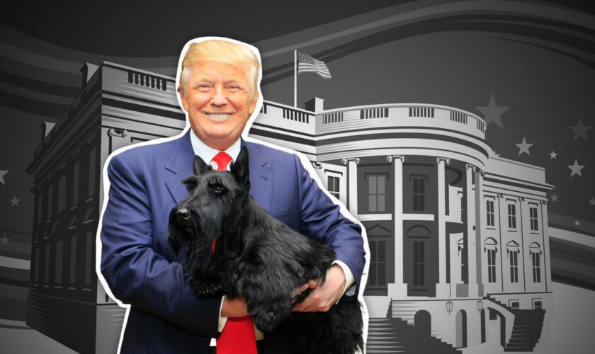 Comme chien et chat : quand Donald Trump se sert des animaux de compagnie contre Kamala Harris