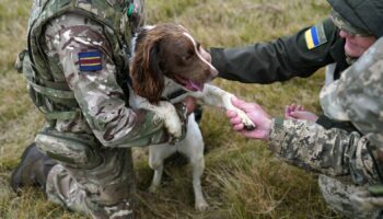 Military dogs save 'hundreds' of lives in Ukraine war