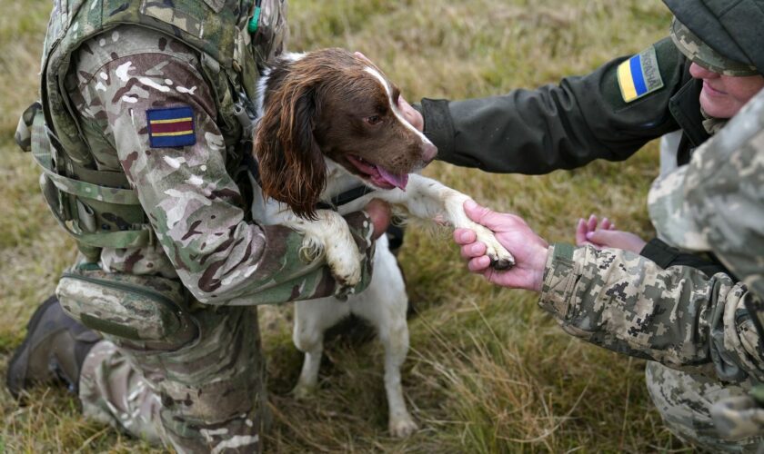 Military dogs save 'hundreds' of lives in Ukraine war