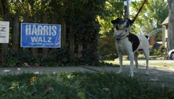 A Harris-Walz sign and a dog in Bucks County, Pennsylvania