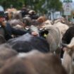 Wegen des Schnees müssen manche Bauern ihre Tiere auf tiefer gelegene Weiden bringen. (Archivbild) Foto: Karl-Josef Hildenbrand/