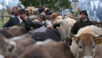 Wegen des Schnees müssen manche Bauern ihre Tiere auf tiefer gelegene Weiden bringen. (Archivbild) Foto: Karl-Josef Hildenbrand/