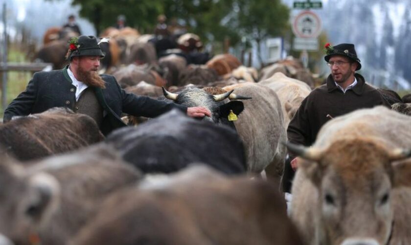 Wegen des Schnees müssen manche Bauern ihre Tiere auf tiefer gelegene Weiden bringen. (Archivbild) Foto: Karl-Josef Hildenbrand/