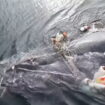 Moment Humpback whale entangled in fishing lines is rescued in British Columbia