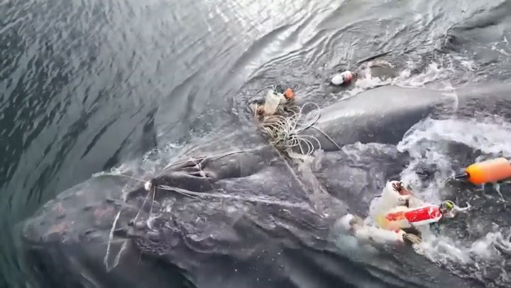 Moment Humpback whale entangled in fishing lines is rescued in British Columbia